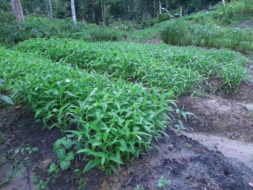 IMG-20200327-WA0083_4_11zon